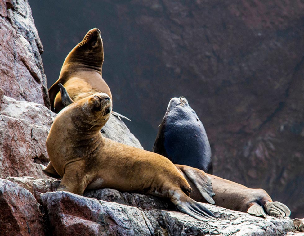 PARACAS 2 DAYS 1 NIGHT SECOND OPTION